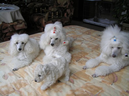 ... a mám svoji pudlí smečku - starší ségru CERES, mámu DORLY a brášku BOREASE...